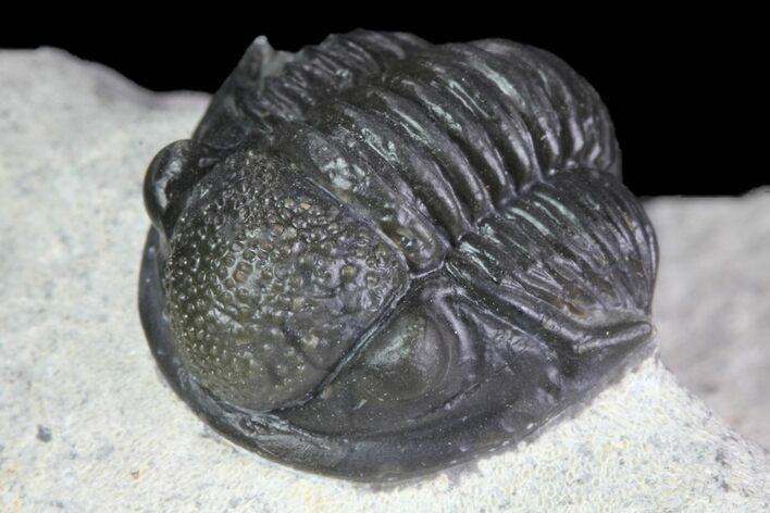 Gerastos Trilobite Fossil - Well Prepared #83348